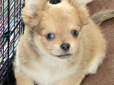 Chihuahua puppies in Clare ⭐️