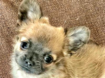 Chihuahua puppies in Clare ⭐️