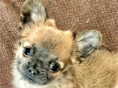 IKC Registered (pending) Chihuahua puppies in Clare ⭐️