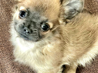 Chihuahua puppies in Clare ⭐️