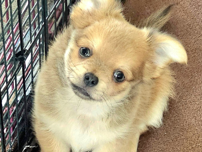 Chihuahua puppies in Clare ⭐️