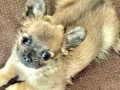 Chihuahua puppies in Clare ⭐️