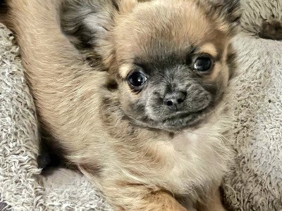 Chihuahua puppies in Clare ⭐️