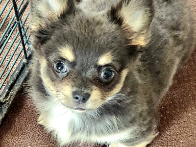 Chihuahua puppies in Clare ⭐️