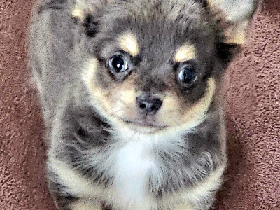 Chihuahua puppies in Clare ⭐️