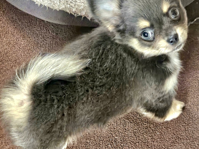 Chihuahua puppies in Clare ⭐️