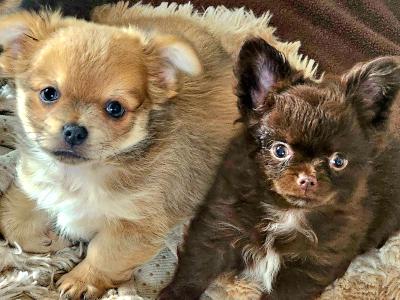 Chihuahua puppies in Clare ⭐️