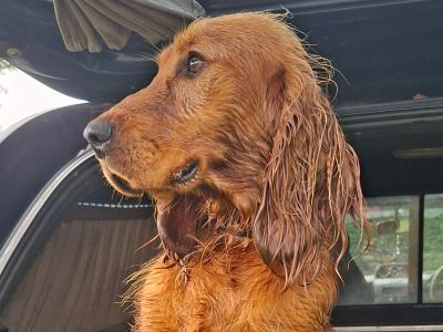 Cocker Spaniel in Limerick - Teddy