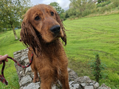 Cocker Spaniel in Limerick - Teddy