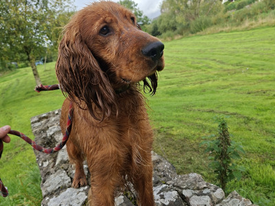 Cocker Spaniel in Limerick - Teddy