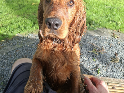 Cocker Spaniel in Limerick - Teddy