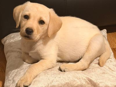 Outstanding IKC Registered Labrador puppies in Dublin