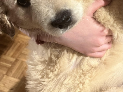 Gorgeous Golden Retriever pups in Dublin (IKC Pending)