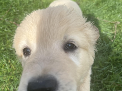 Gorgeous Golden Retriever pups in Dublin (IKC Pending)