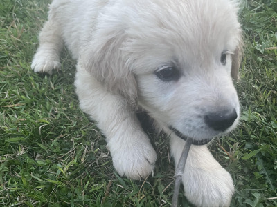 Gorgeous Golden Retriever pups in Dublin (IKC Pending)