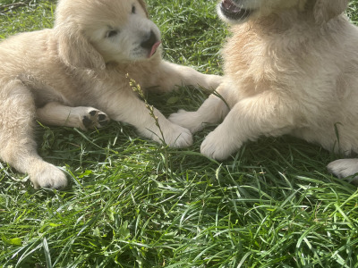 Gorgeous Golden Retriever pups in Dublin (IKC Pending)
