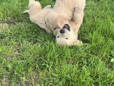 Gorgeous Golden Retriever pups in Dublin (IKC Pending)