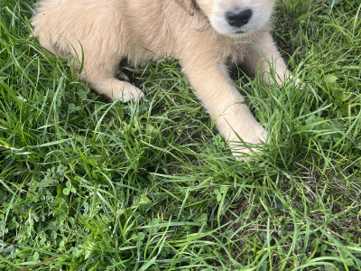 Gorgeous Golden Retriever pups in Dublin (IKC Pending)