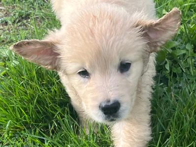 Gorgeous Golden Retriever pups in Dublin (IKC Pending)