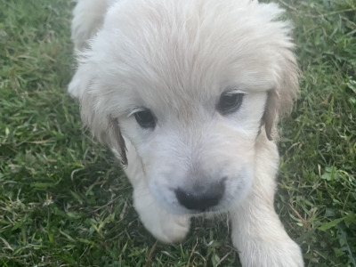 Gorgeous Golden Retriever pups in Dublin (IKC Pending)