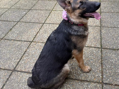 Beautiful IKC REG. German Shepherds for sale