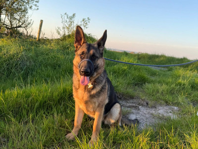 Beautiful IKC REG. German Shepherds for sale