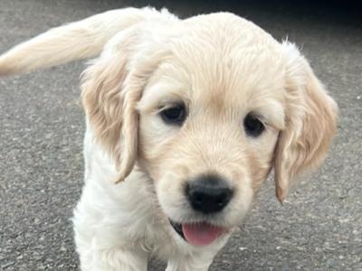 3 purebred male Golden Retrievers for sale in Wexford