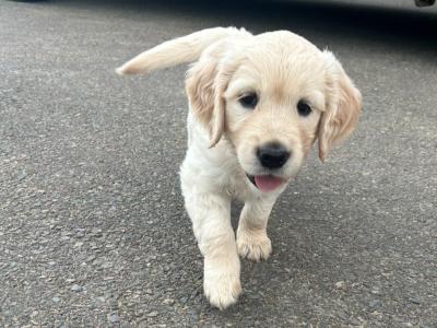 3 purebred male Golden Retriever puppies for sale in Wexford