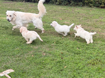3 purebred male Golden Retrievers for sale in Wexford