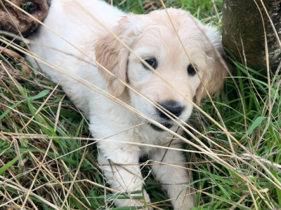 3 purebred male Golden Retrievers for sale in Wexford
