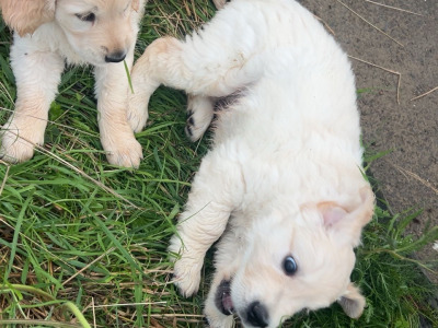 3 purebred male Golden Retrievers for sale in Wexford