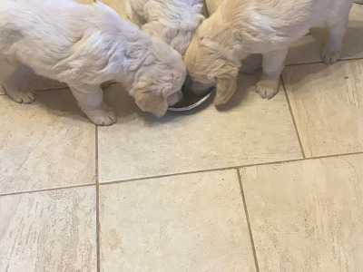 3 purebred male Golden Retrievers for sale in Wexford