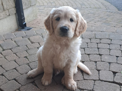 3 purebred male Golden Retrievers for sale in Wexford