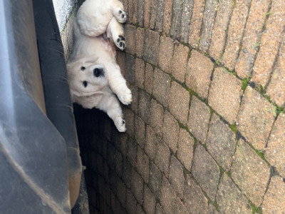 3 purebred male Golden Retrievers for sale in Wexford