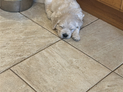3 purebred male Golden Retrievers for sale in Wexford