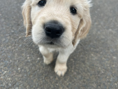 3 purebred male Golden Retrievers for sale in Wexford