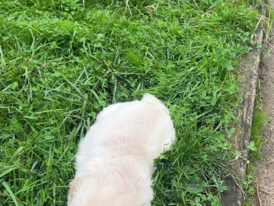 3 purebred male Golden Retrievers for sale in Wexford