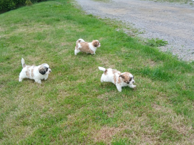Adorable Shih Tzu x Bichon Frise puppies - Wicklow