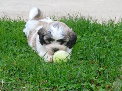 Adorable Shih Tzu x Bichon Frise puppies - Wicklow