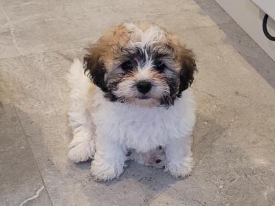 Adorable Shih Tzu x Bichon Frise puppies - Wicklow