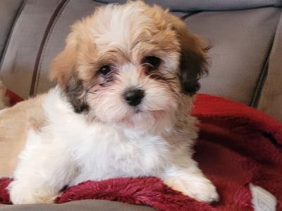 Adorable Shih Tzu x Bichon Frise puppies - Wicklow