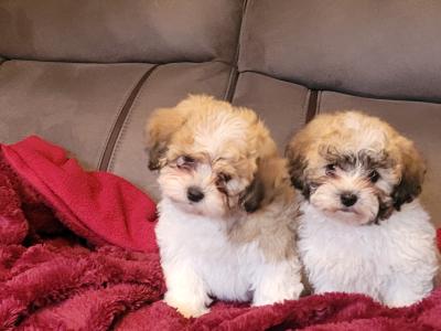 Adorable Shih Tzu x Bichon Frise puppies - Wicklow