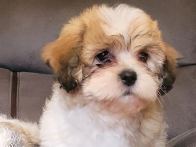 Adorable Shih Tzu x Bichon Frise puppies - Wicklow