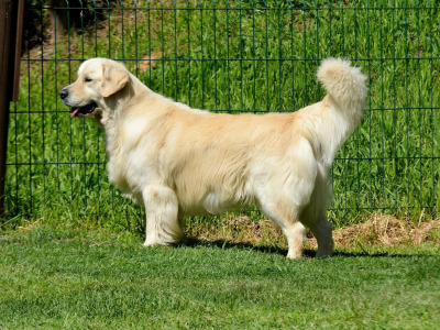 Gorgeous Golden Retriever pups in Dublin (IKC Pending)
