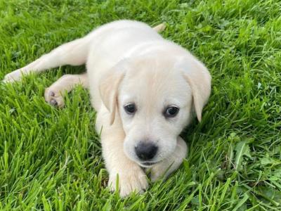 Purebred Labrador puppies in Laois