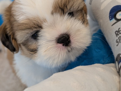 Adorable Shih Tzu Puppies – Family Raised, Vet Checked