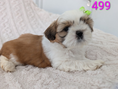Adorable Shih Tzu Puppies – Family Raised, Vet Checked