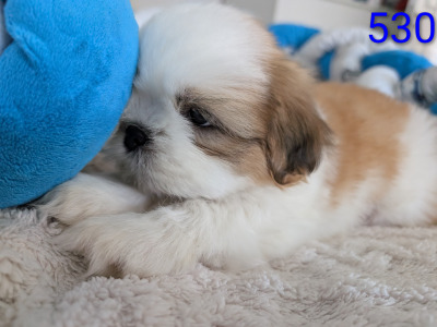 Adorable Shih Tzu Puppies – Family Raised, Vet Checked