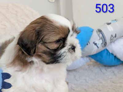 Adorable Shih Tzu Puppies – Family Raised, Vet Checked