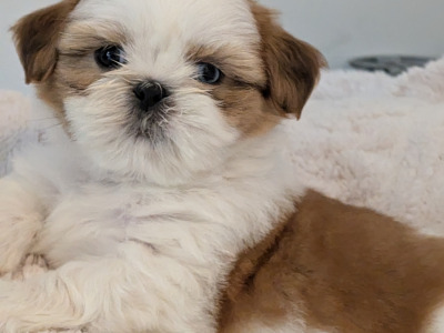 Adorable Shih Tzu Puppies – Family Raised, Vet Checked